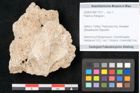 Foto (Objekt + Etikett) von Fraxinus frangula L. (NHMW-GEO-2024-0188-11317)